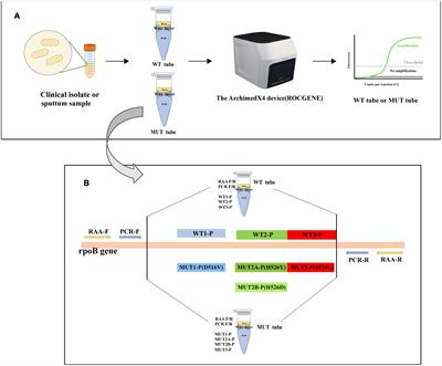 Multiplex LNA probe-based RAP assay for rapid and highly sensitive detection of rifampicin-resistant Mycobacterium tuberculosis